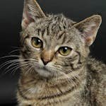 Charming close-up of a young tabby cat with striking eyes and soft fur.